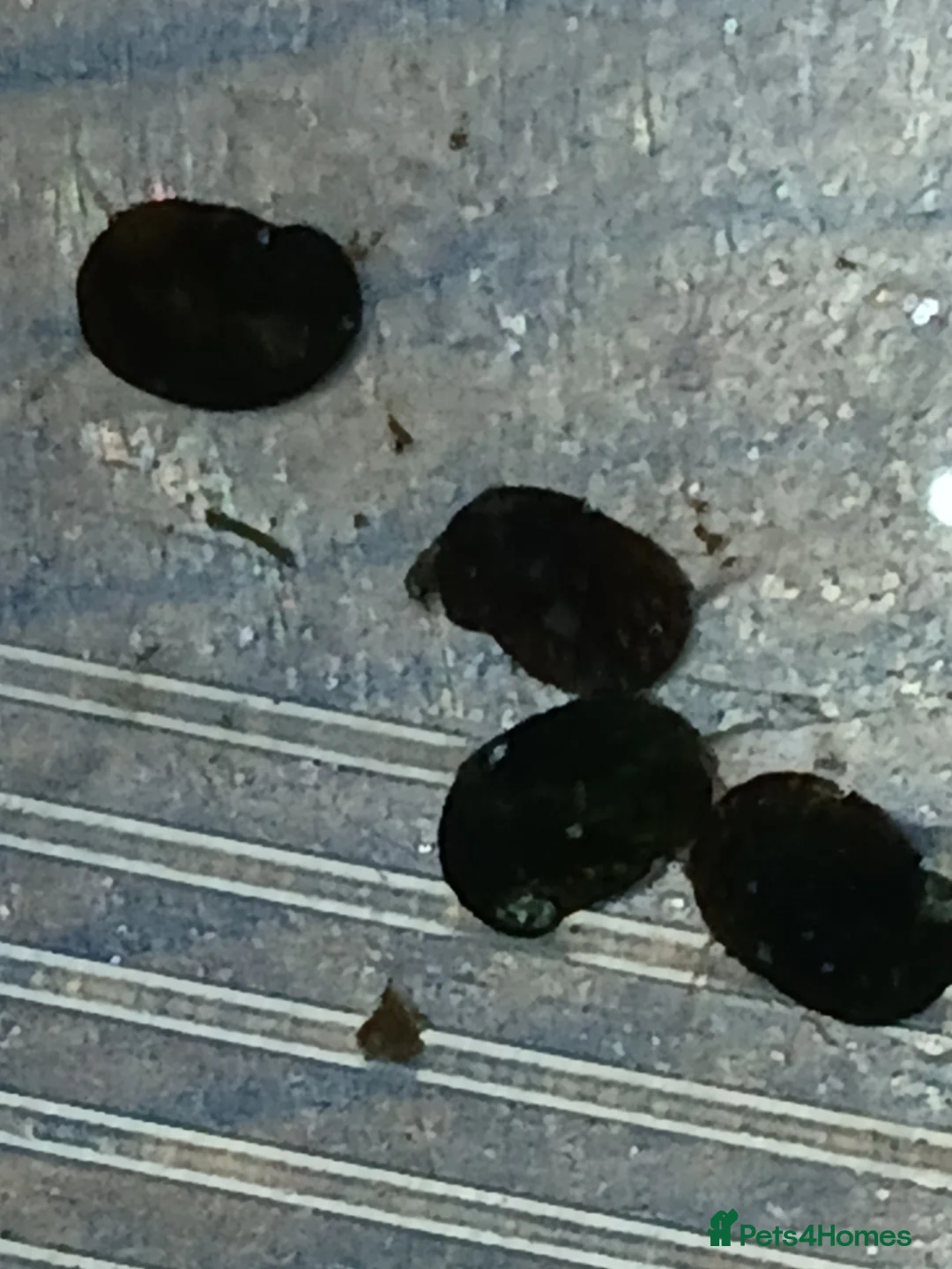 Snails fish for sale: Freshwater  nerite snails  - Advert 6