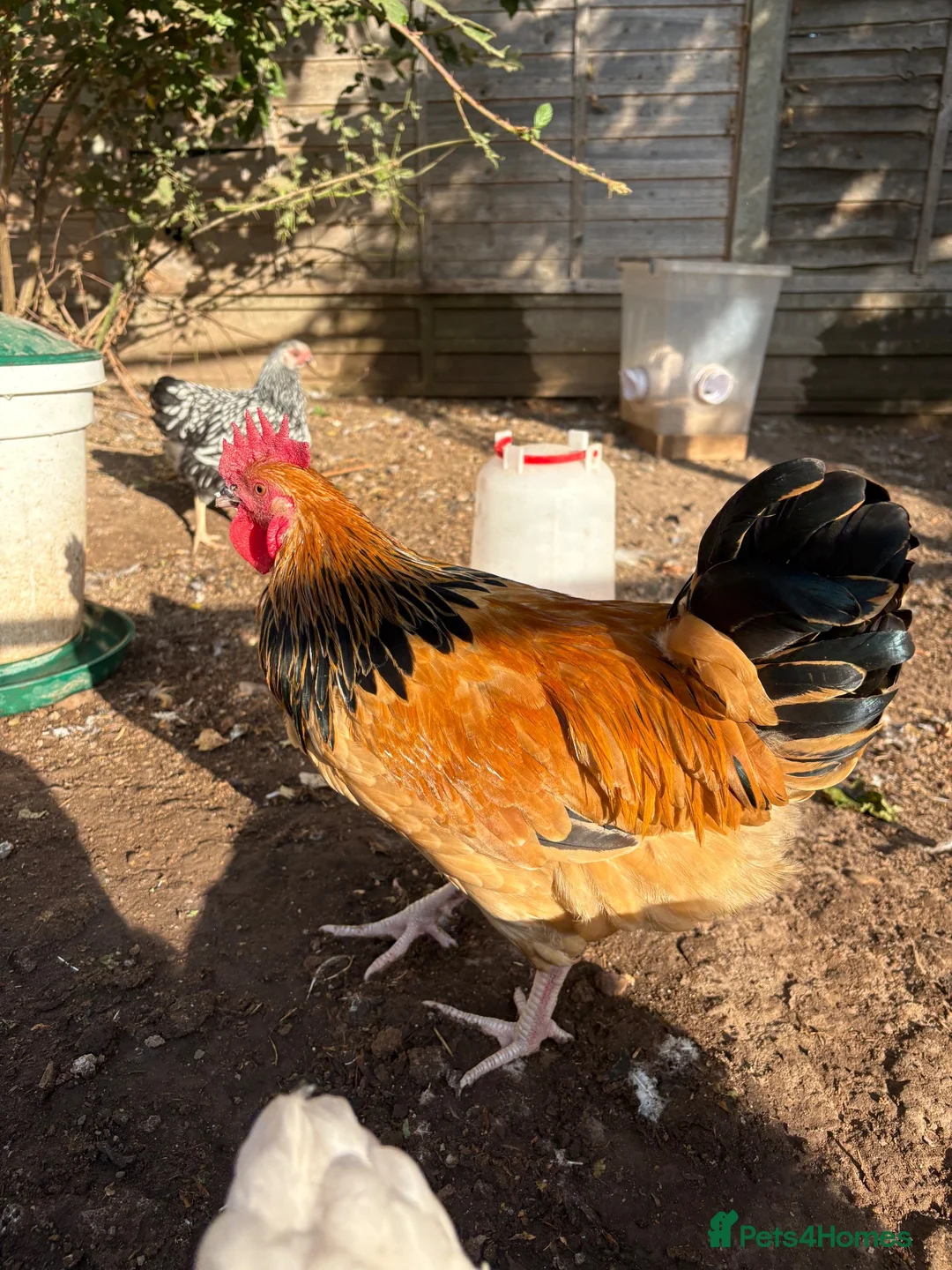 Chickens poultry for sale: Beautiful Buff Sussex Rooster - Advert 3