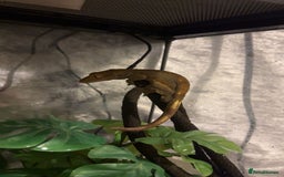 Gecko reptiles for sale: Crested gecko with enclosure  - Image 8