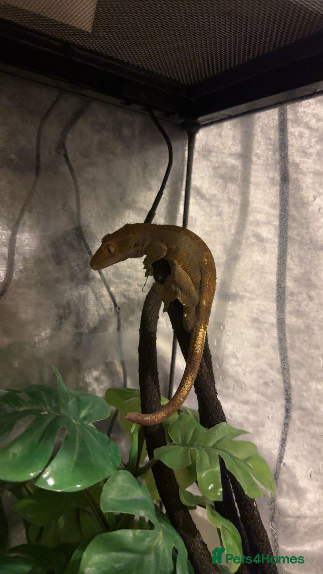 Gecko reptiles for sale: Crested gecko with enclosure  - Image 8