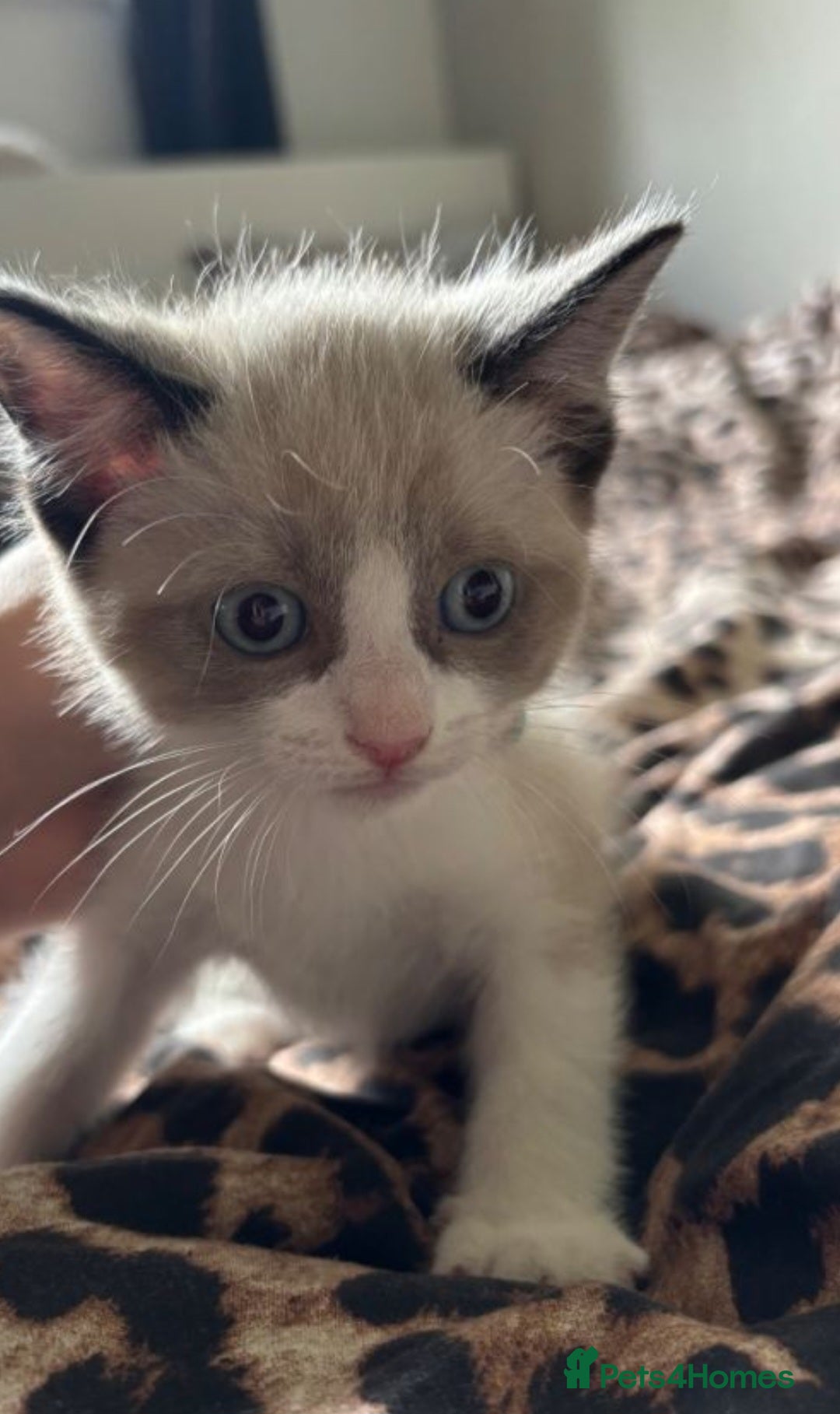 Mixed Breed cats for sale: Adorable Kittens Looking for Loving Homes  - Advert 2