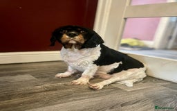 Cavalier King Charles Spaniel dogs for sale: Ava King Charles cavalier  - Image 2