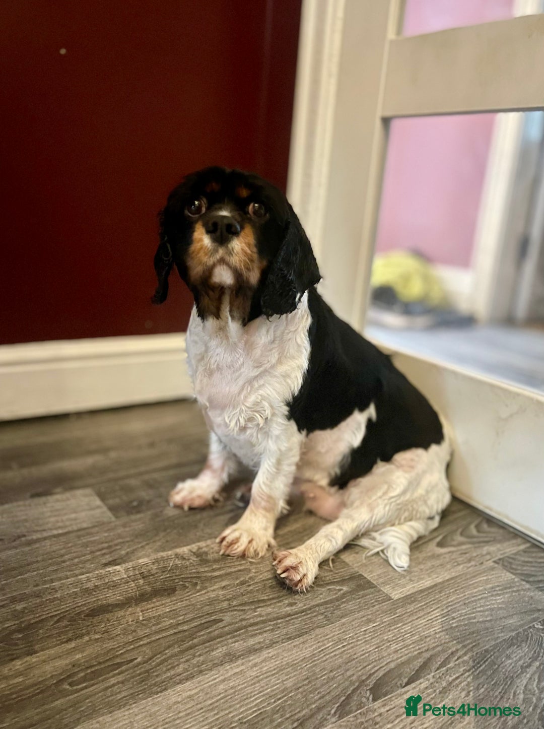 Cavalier King Charles Spaniel dogs for sale: Ava King Charles cavalier  - Image 2