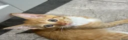 Mixed Breed cats for sale: Beautiful Friendly Kittens Ready for Loving Homes - Advert 28
