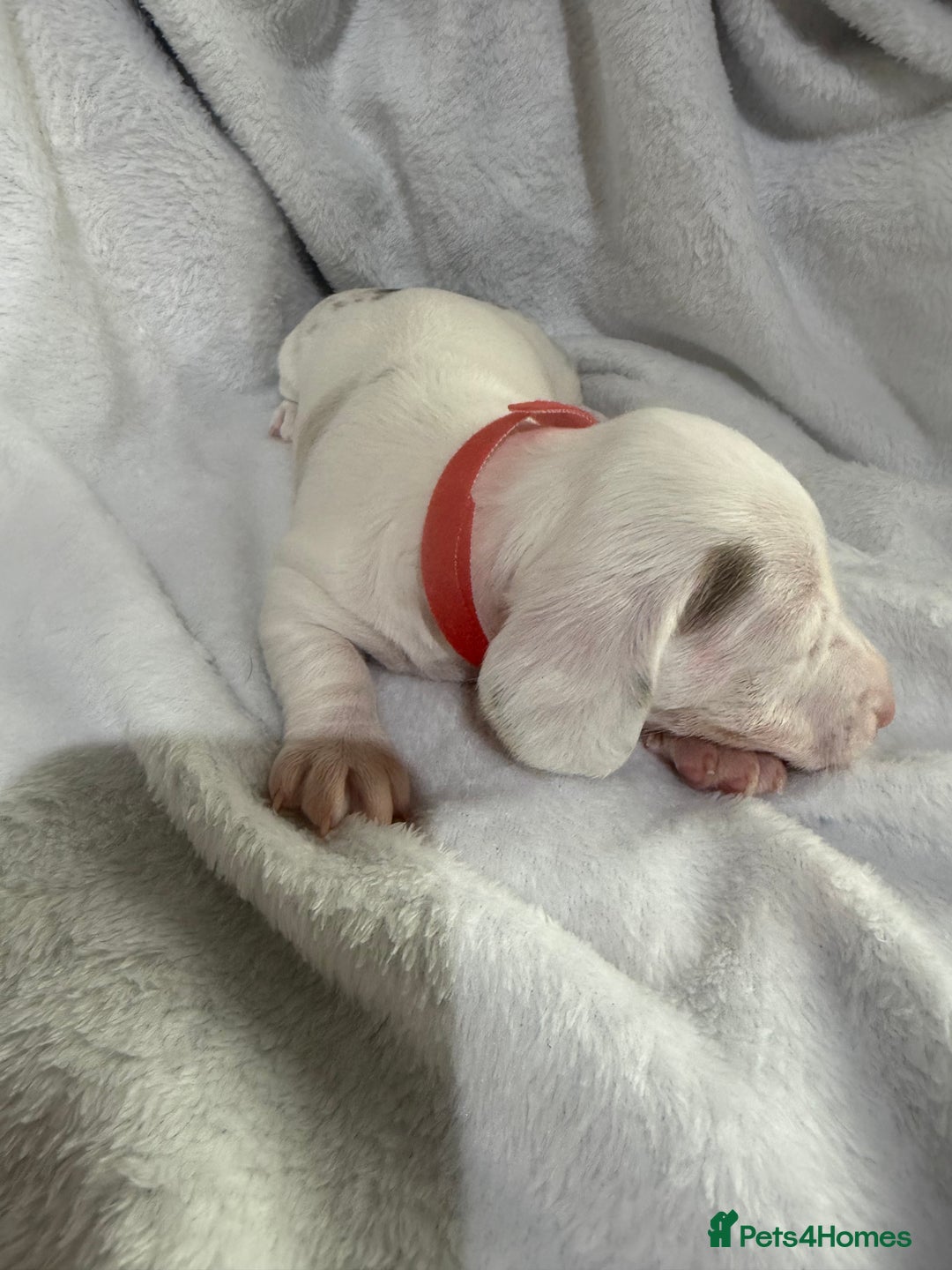 Dachshund dogs for sale: 4 dachshund puppies all females - Advert 4