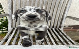 Labrador Retriever dogs for sale: Gorgeous Rare Labrador Retriever Pups  - Image 7