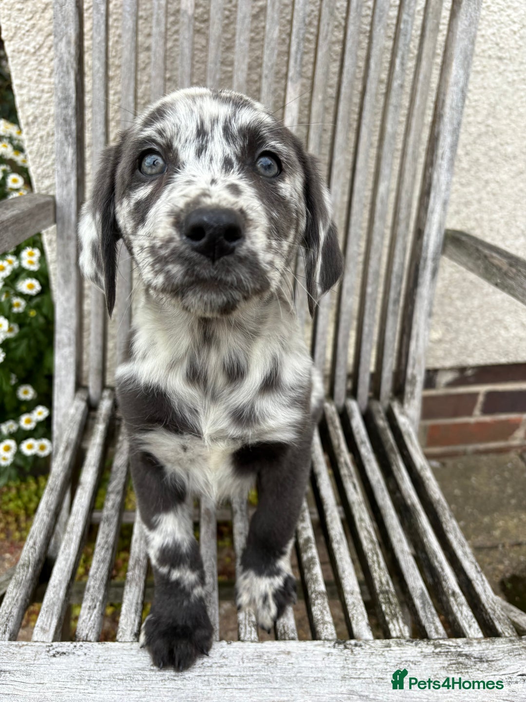 Labrador Retriever dogs for sale: Gorgeous Rare Labrador Retriever Pups  - Image 7