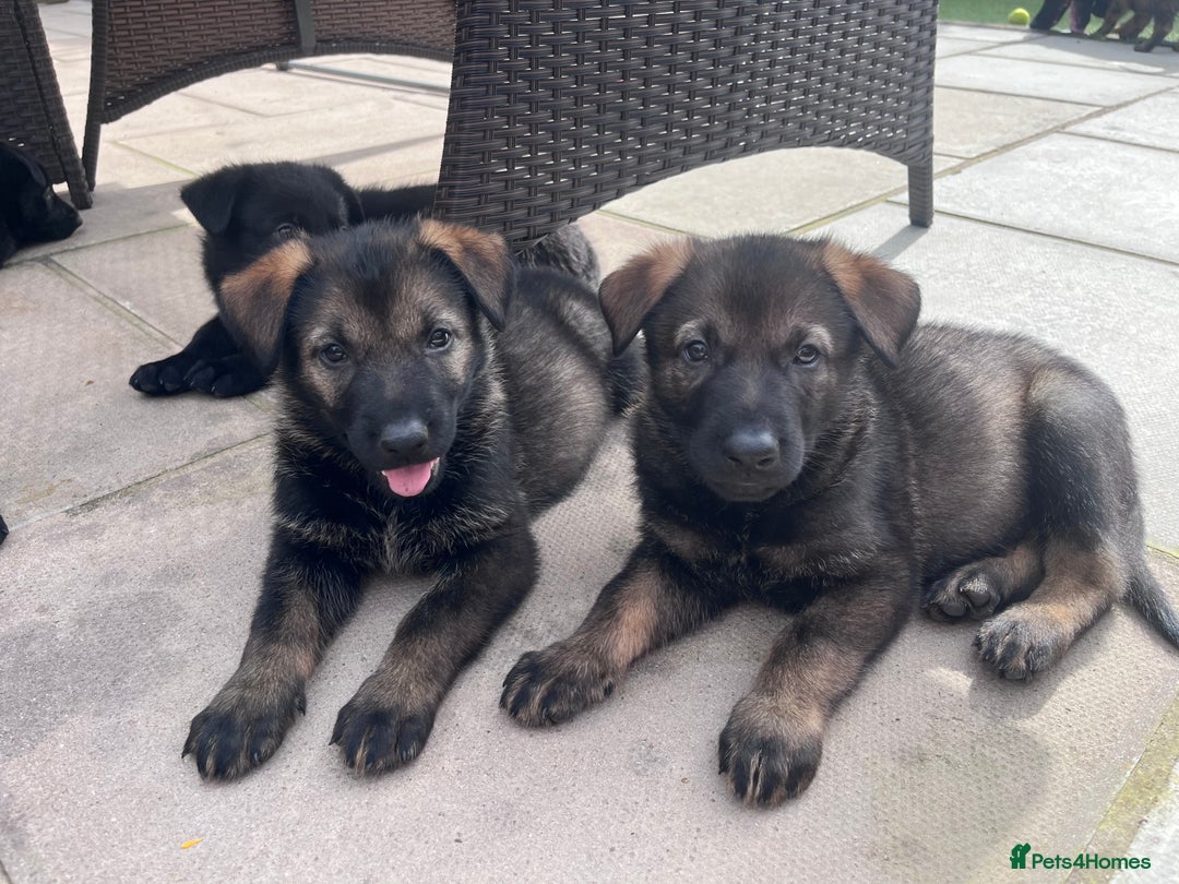 German Shepherd dogs for sale: gorgeous kc reg working blood line German Shepard  - Image 23