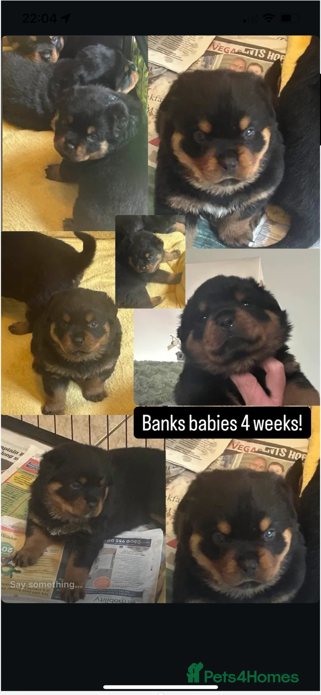 Rottweiler dogs for stud: BEAUTIFUL OLD TYPE BIG BONED ROTTIE! For stud in Mansfield - Advert 25