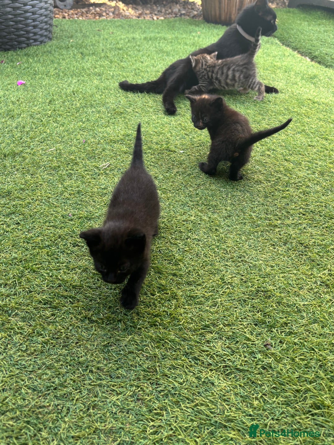 Mixed Breed cats for sale: Kittens ready to leave  - Image 4