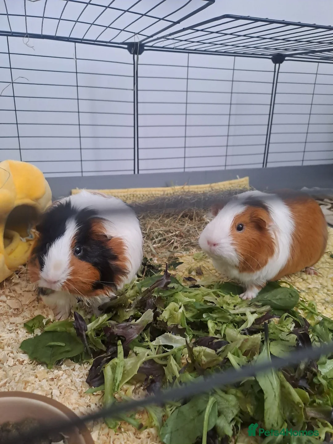 Guinea Pig rodents for sale: 2 Female Guinea Pigs  in Aylesbury - Advert 1