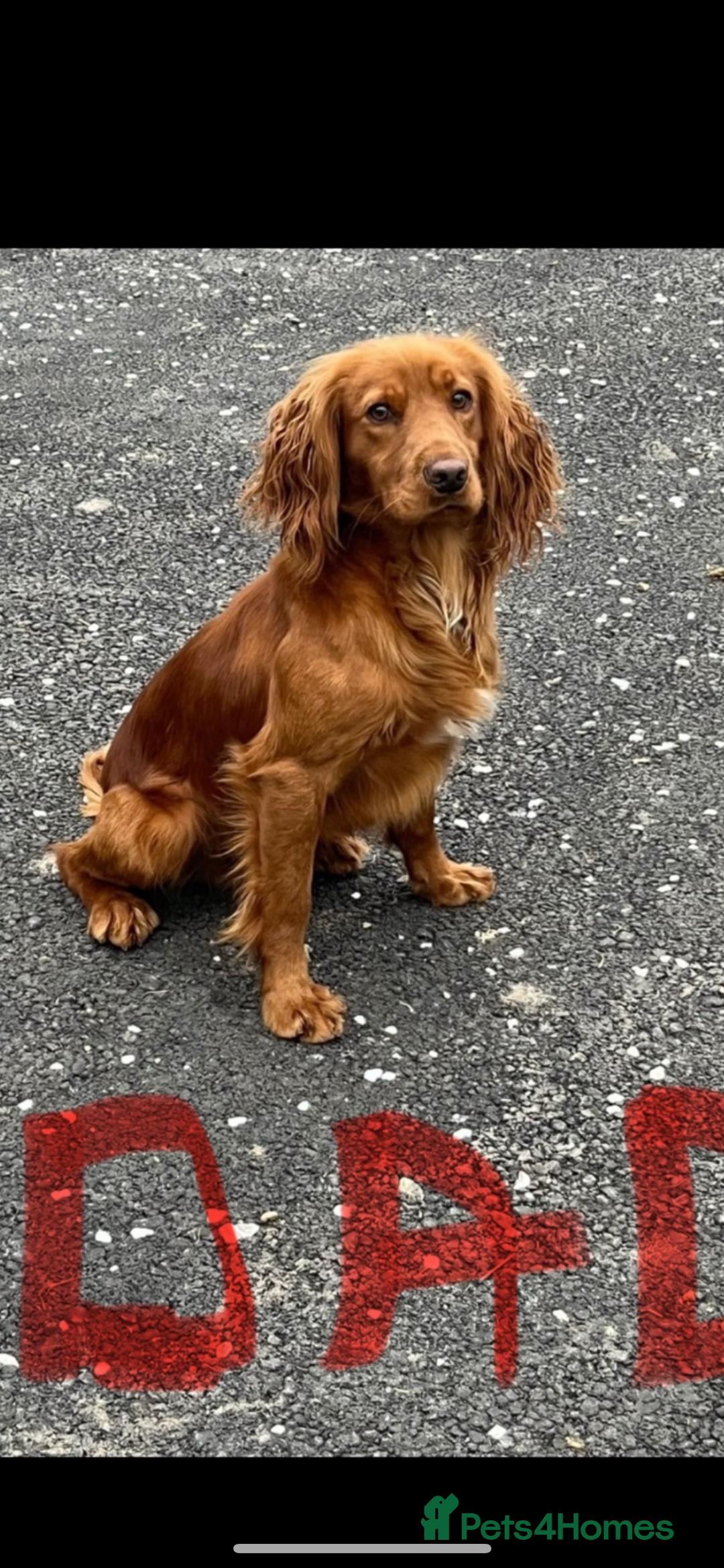Cocker Spaniel dogs for sale: fox red cocker spaniels health tested  - Advert 27