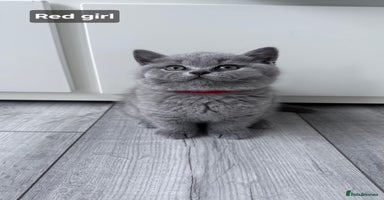 British Shorthair cats - Advert 10