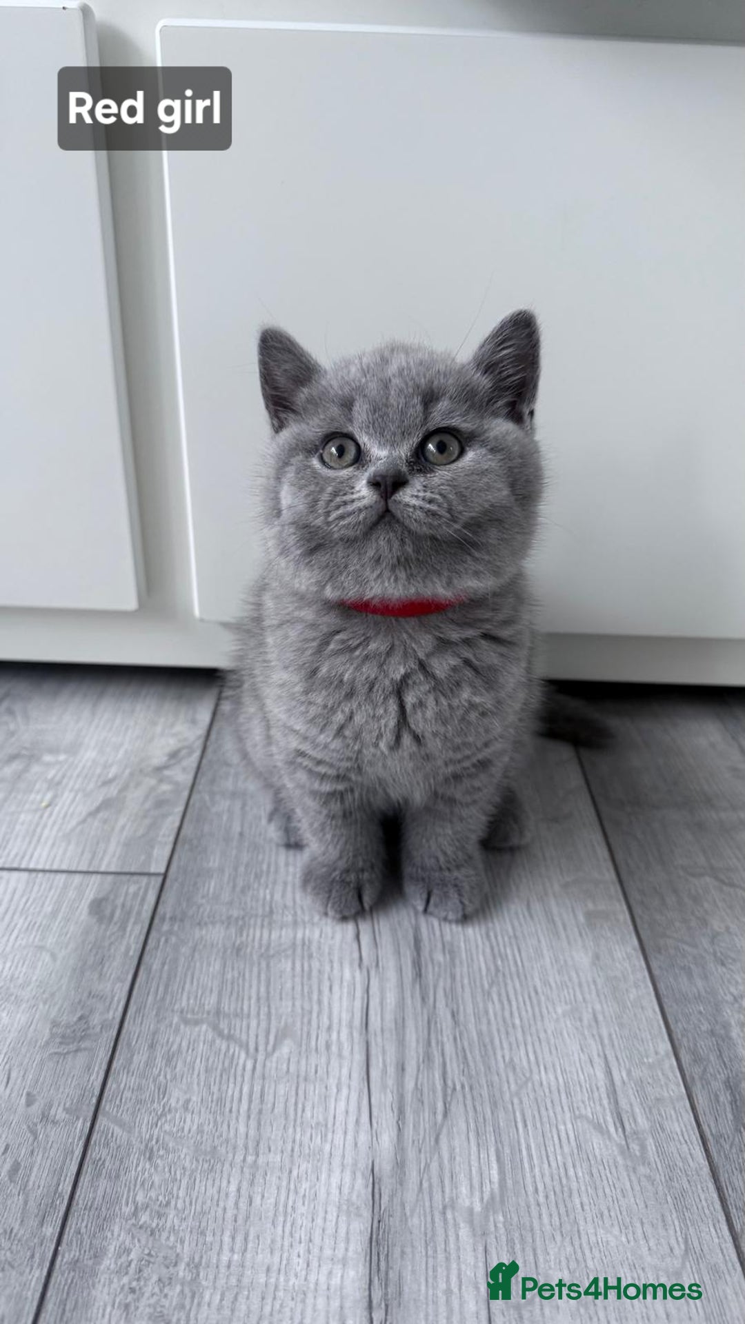 British Shorthair cats for sale: Champion line British Shorthair kittens  - Image 8