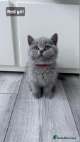 British Shorthair cats - Advert 10