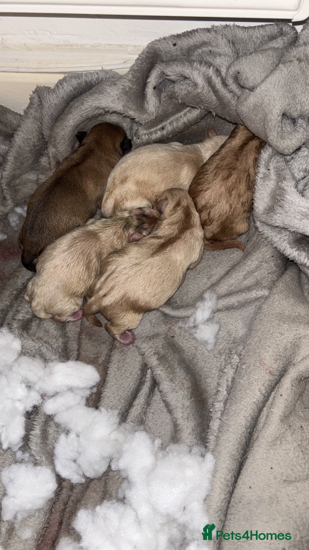 Mixed Breed dogs for sale: Floodles - Advert 10