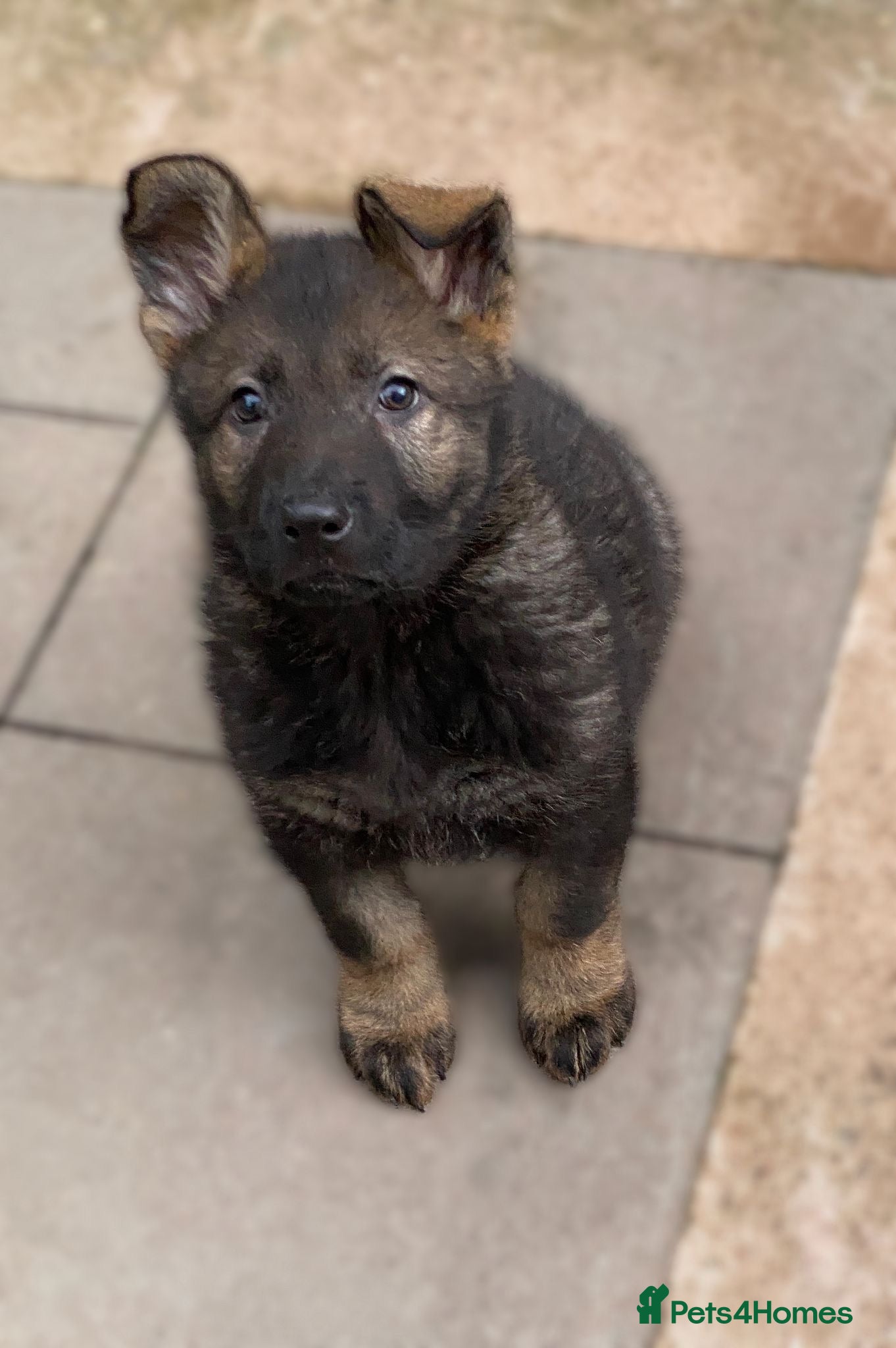German Shepherd dogs Rare DDR German shepherds ‼️ - Advert 2