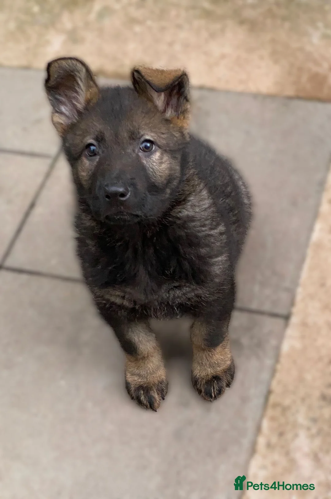 German Shepherd dogs for sale: Rare DDR German shepherds ‼️ - Advert 1