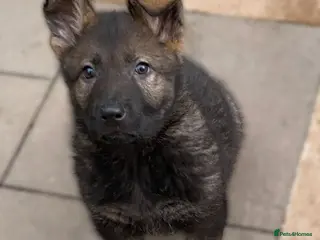 German Shepherd dogs Rare DDR German shepherds ‼️ - Advert 2