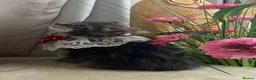 Maine Coon cats for sale: Maincoon Kittens ready to find new home  - Advert 32