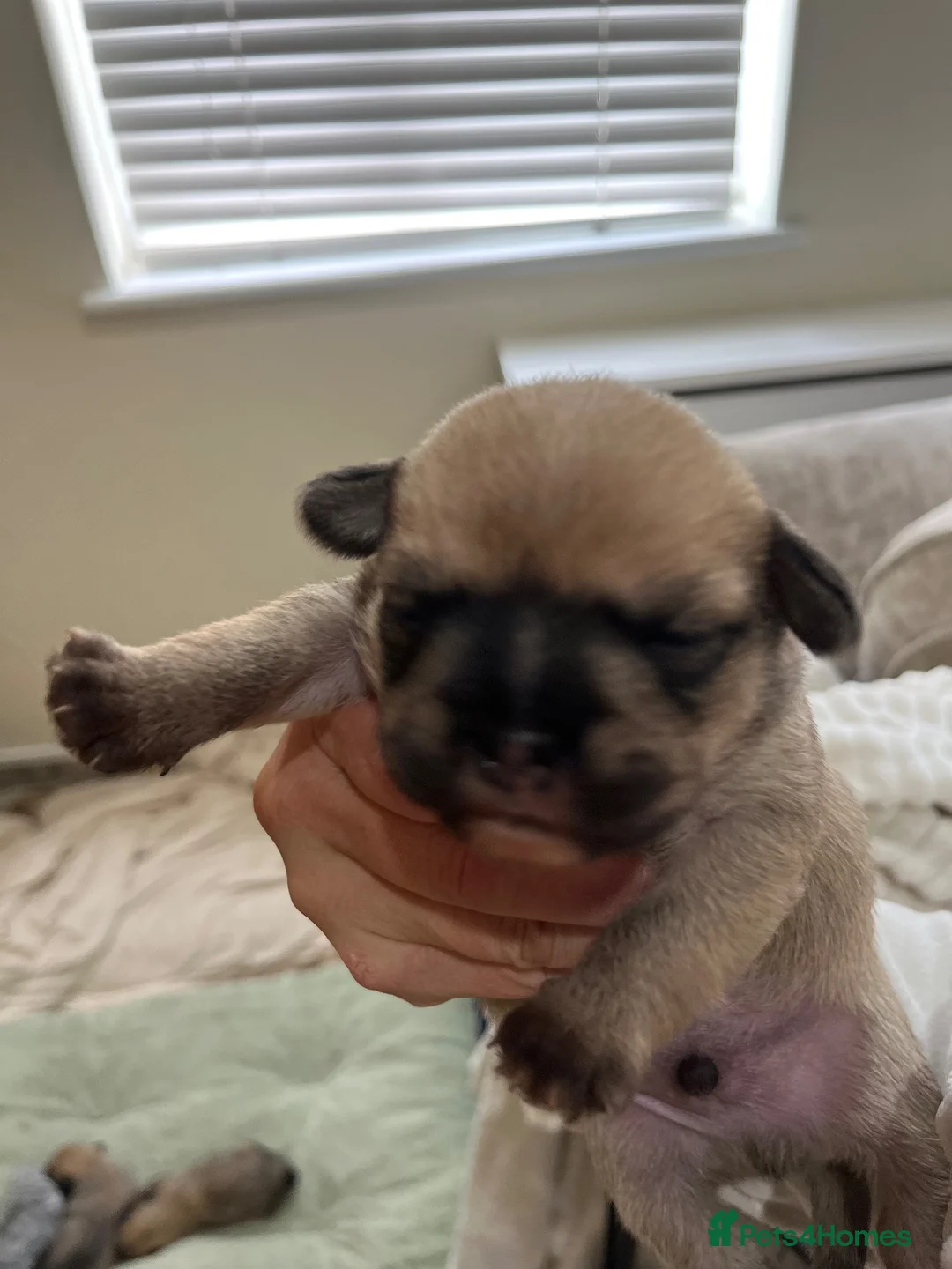 Mixed Breed dogs for sale: French bulldog and Half Bieson fride - Advert 2
