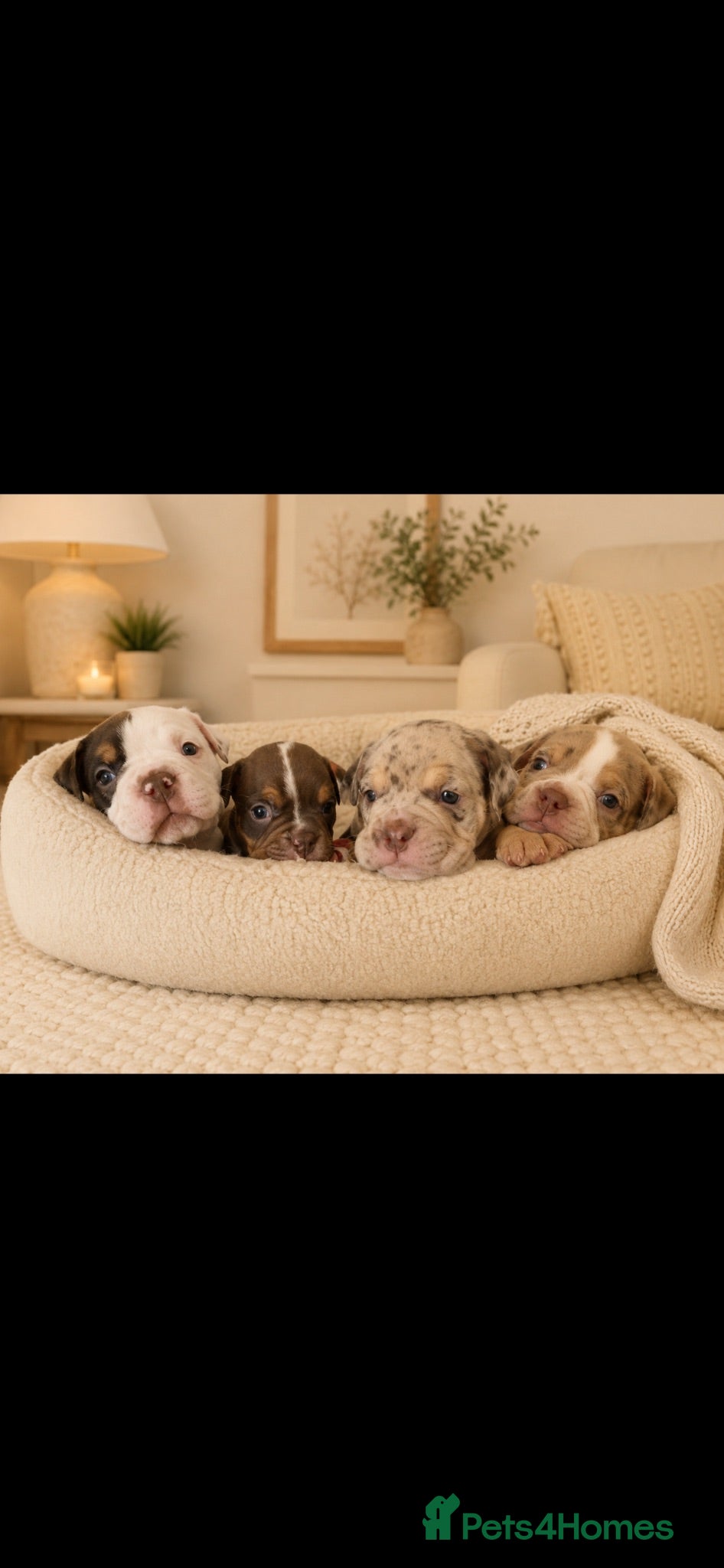 Dorset Olde Tyme Bulldogge dogs ⭐️Beautiful olde English bulldog puppies ⭐️ - Advert 2
