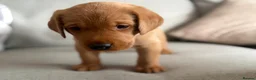 Labrador Retriever dogs for sale: Beautiful litter of puppies  - Advert 9