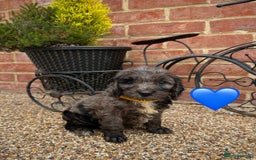 Cockapoo dogs for sale: Ready to leave Beautiful merle & gold  Cockapoos  - Image 2