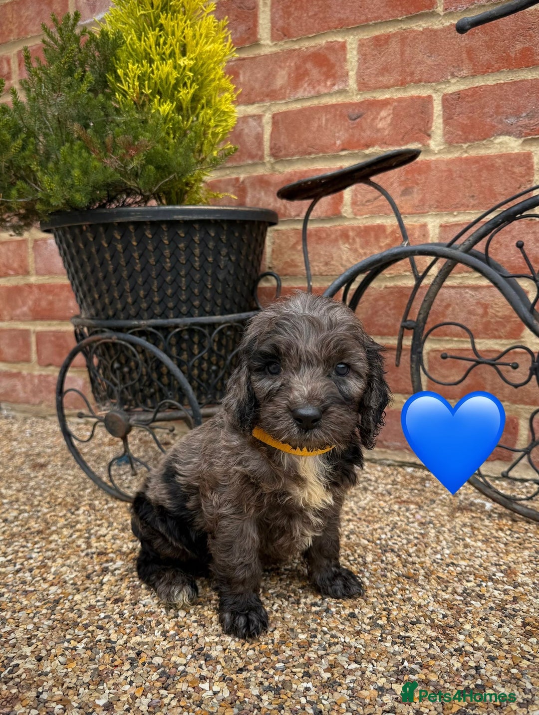 Cockapoo dogs for sale: Ready to leave Beautiful merle & gold  Cockapoos  - Image 2