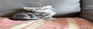 British Shorthair Kitten 2