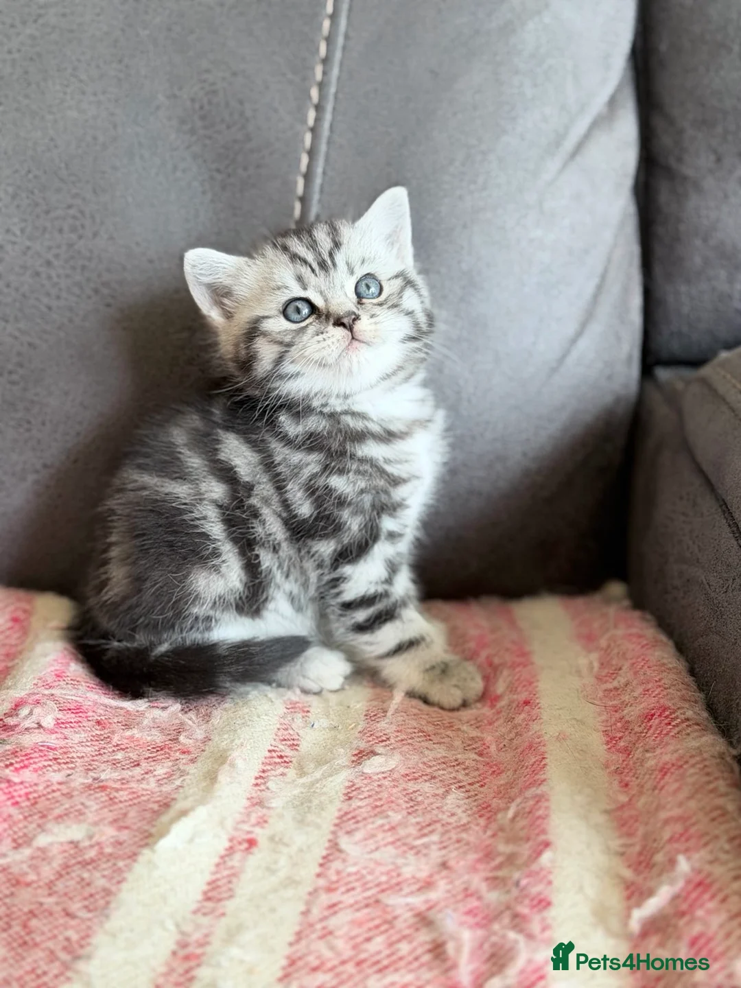 British Shorthair cats for sale: GCCF reg BSH BLACK SILVER TABBY KITTENS - Advert 14