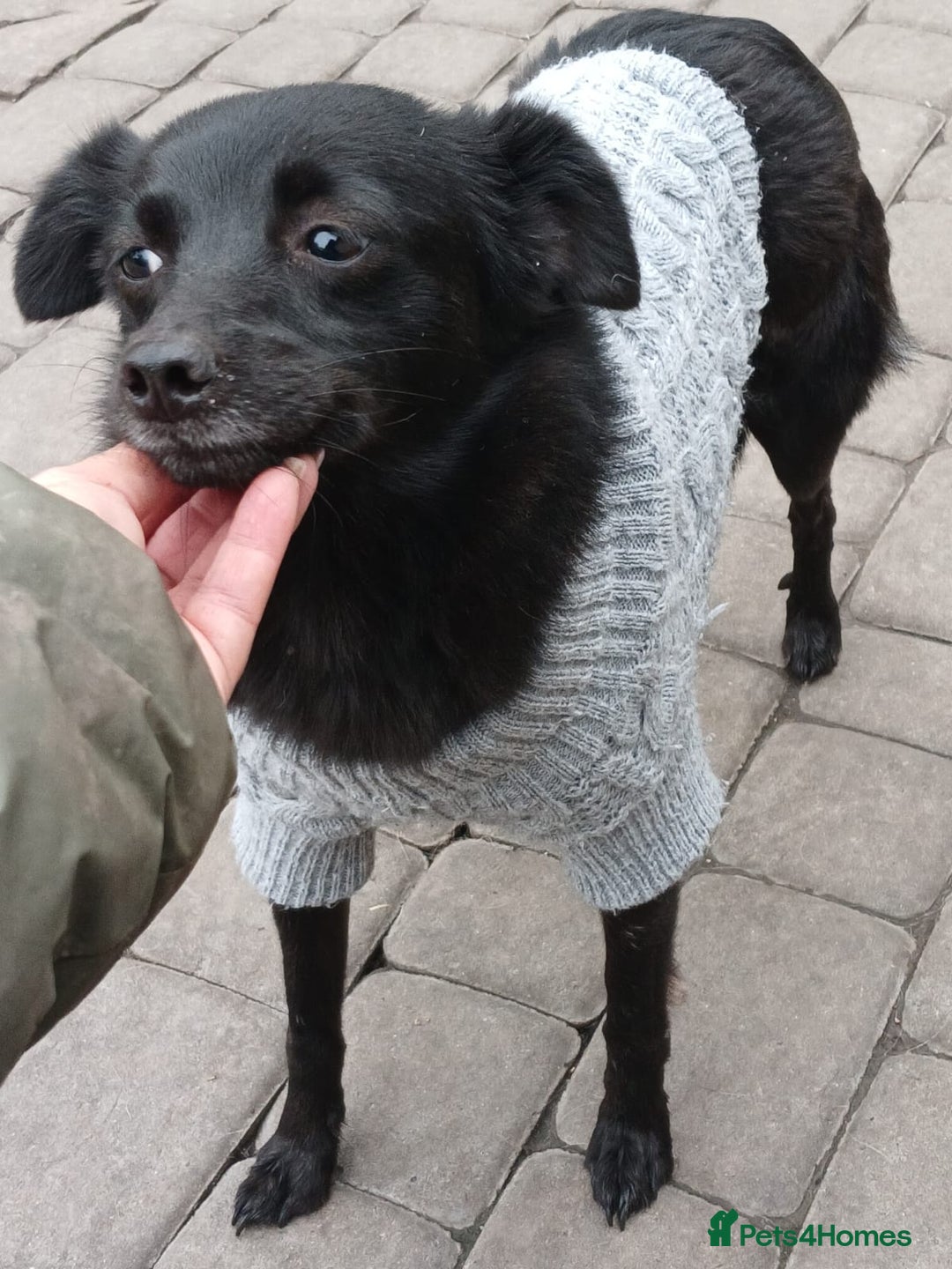 Mixed Breed dogs for adoption: 💖🐶 SUNNY 🐶💖 - Image 7