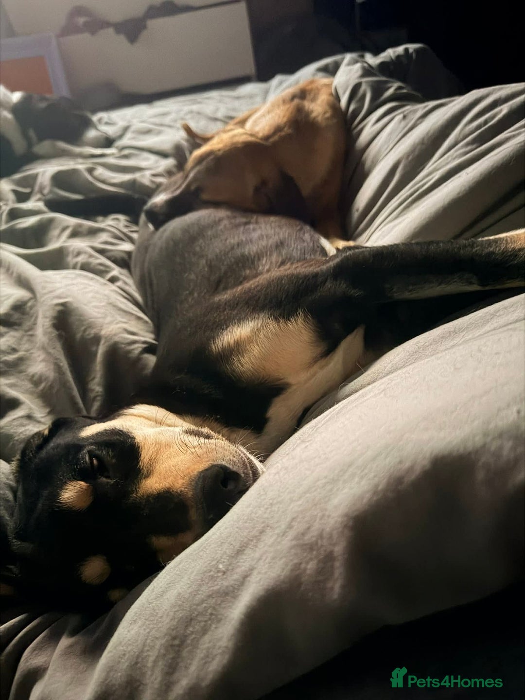 Mixed Breed dogs for adoption: 💕 Drummer 💕 - Advert 5