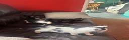 Mixed Breed cats for sale: 4 kittens looking for their forever homes  - Advert 11