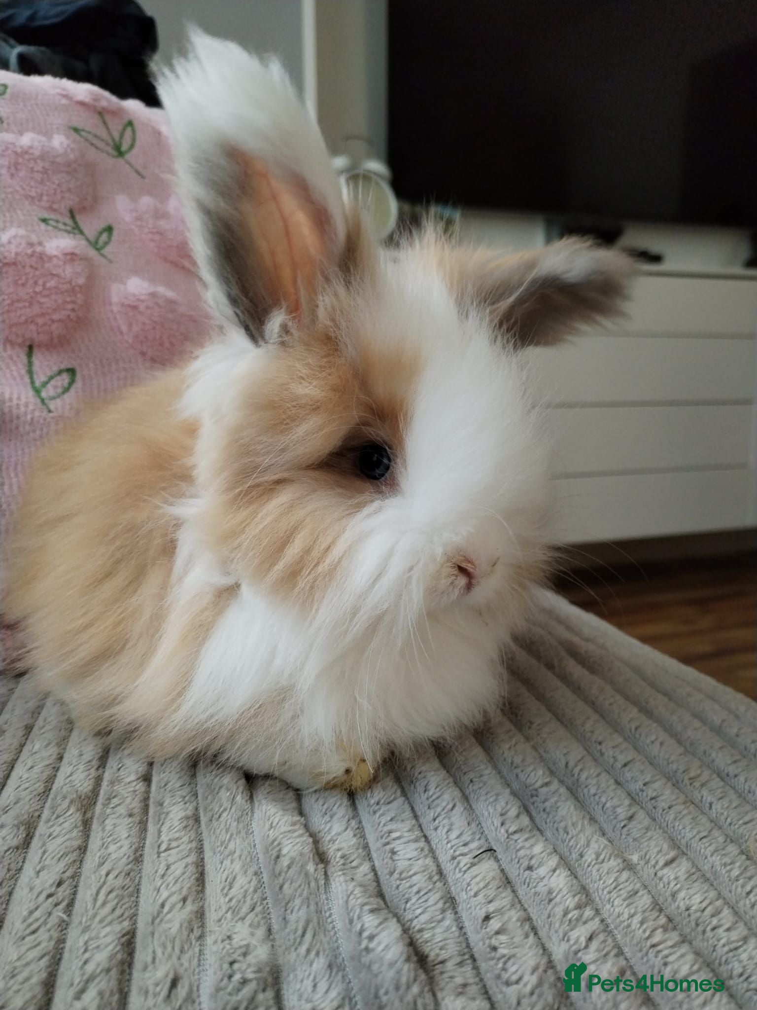 Angora rabbits English Full Face Angora Boy - Advert 1