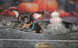Mixed Breed dogs for sale: Pomweenies 💕💕 - Image 19