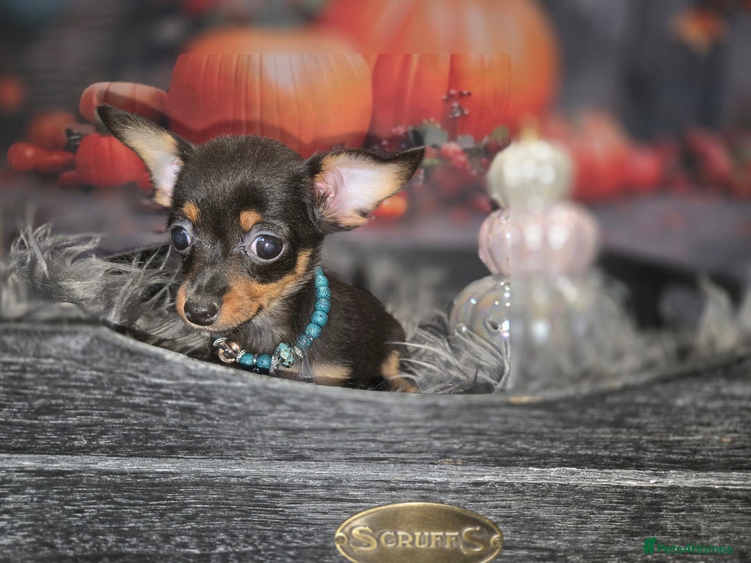 Mixed Breed dogs for sale: Pomweenies 💕💕 - Image 19