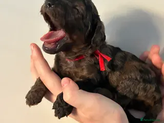 Miniature Poodle dogs Beautiful Merle Miniature Poodles - Advert 13