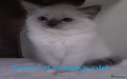Ragdoll cats for sale: GCCF pedigree ragdoll kittens for sale £850 -£1100 - Image 22