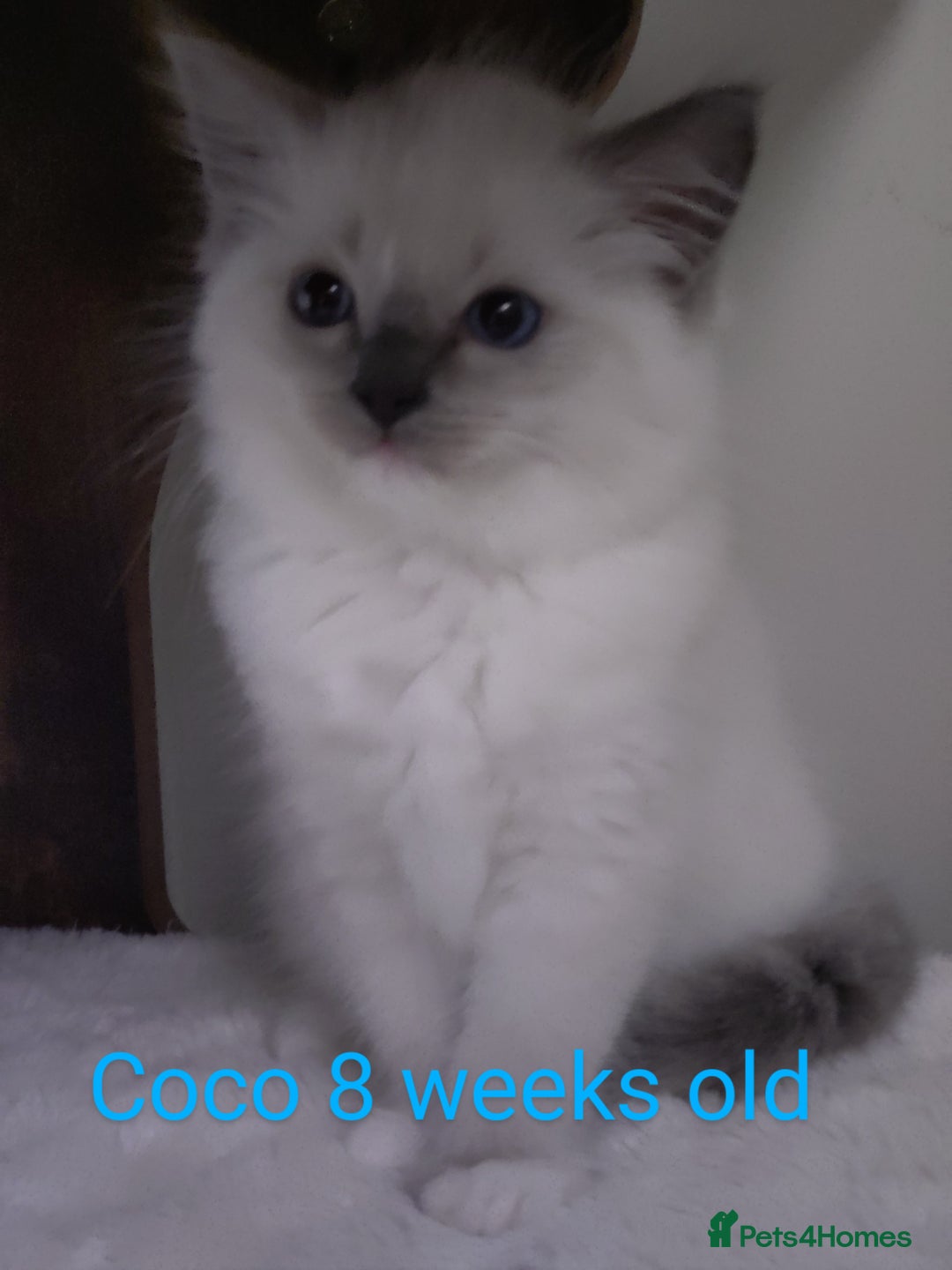 Ragdoll cats for sale: GCCF pedigree ragdoll kittens for sale £850 -£1100 - Image 22