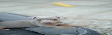 Jack Russell 1