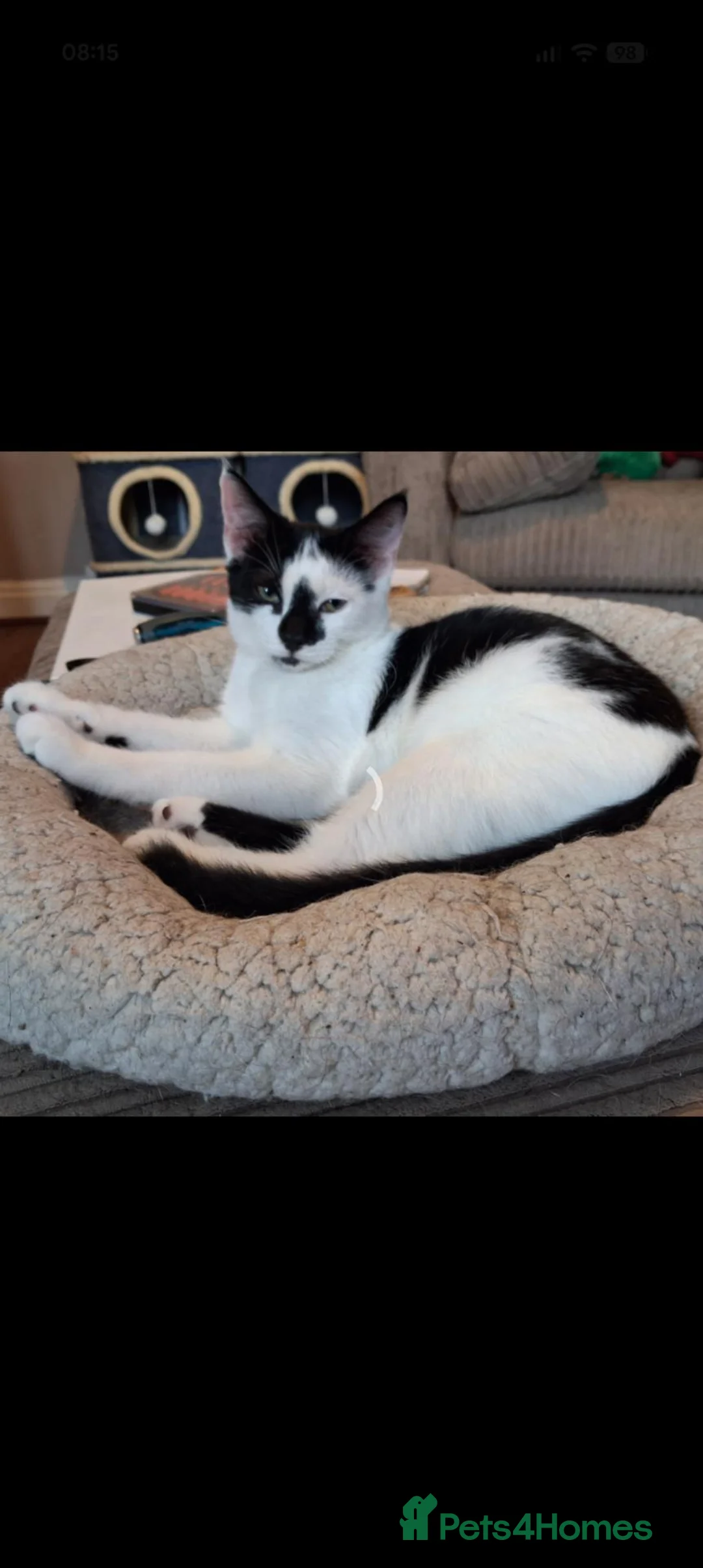 Mixed Breed cats for adoption: Kittens - rescue  - Advert 1