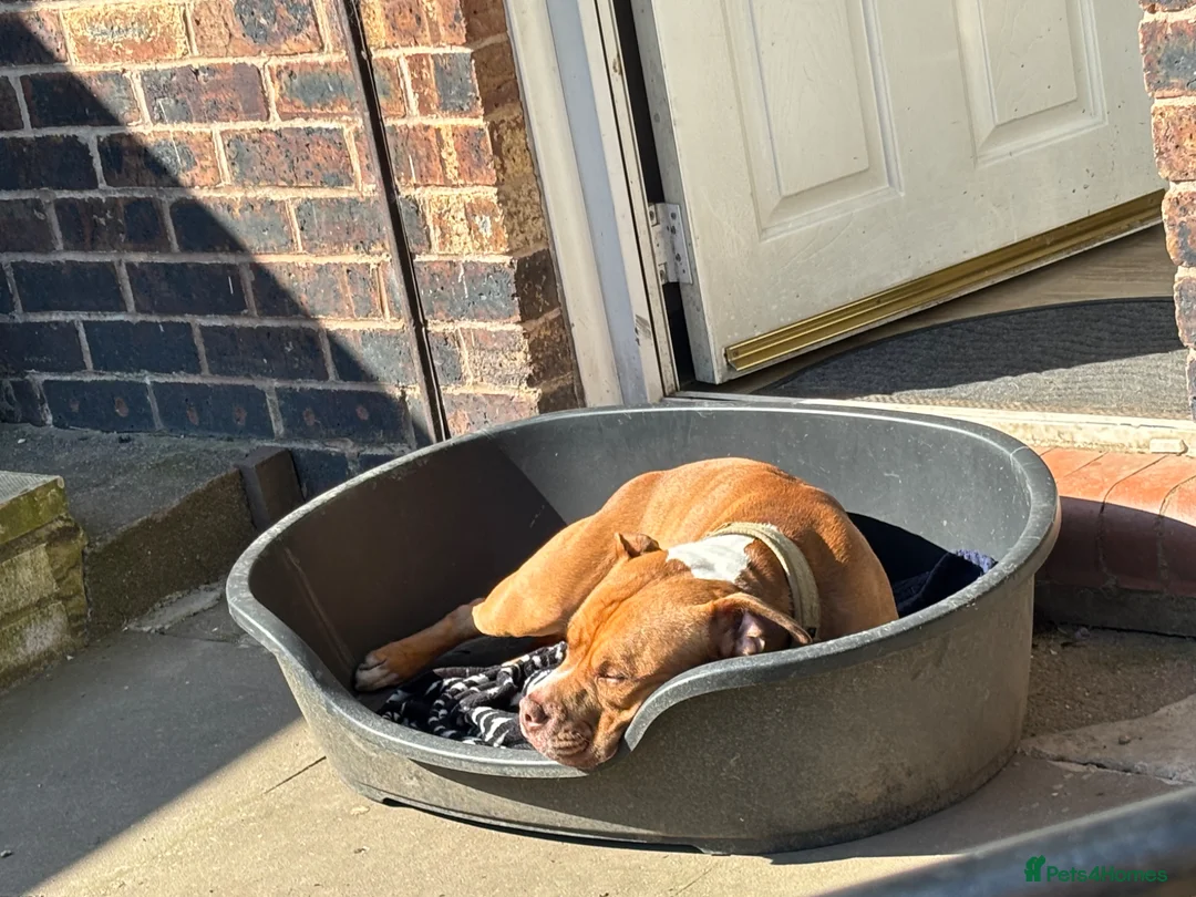 American Bull Staffy dogs for stud: Red American Staffy for stud in Stoke-on-Trent - Advert 2