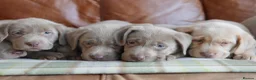 Labrador Retriever dogs for sale: Stunning Health Tested Silver Labrador Puppies - Advert 6