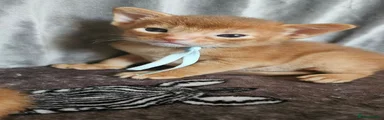 Abyssinian 3