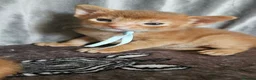 Abyssinian cats for sale: Abyssinian kittens for sale - Advert 8