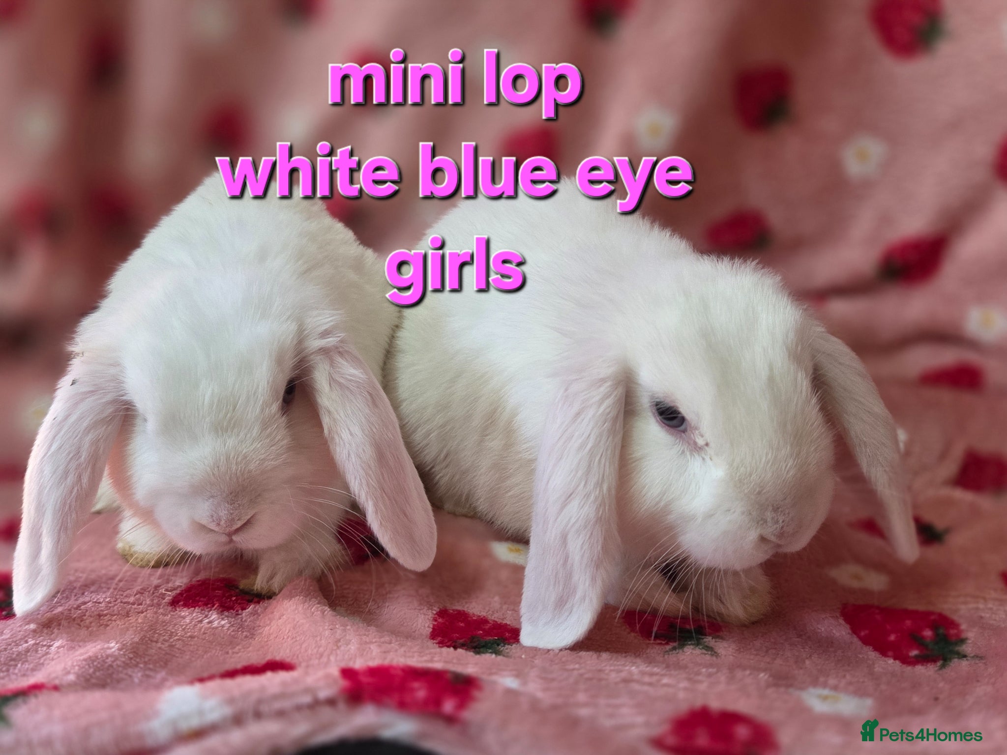 Mini Lop rabbits 9wk old Lop Girls 💗white blue🩵 eyes super tame  - Advert 2