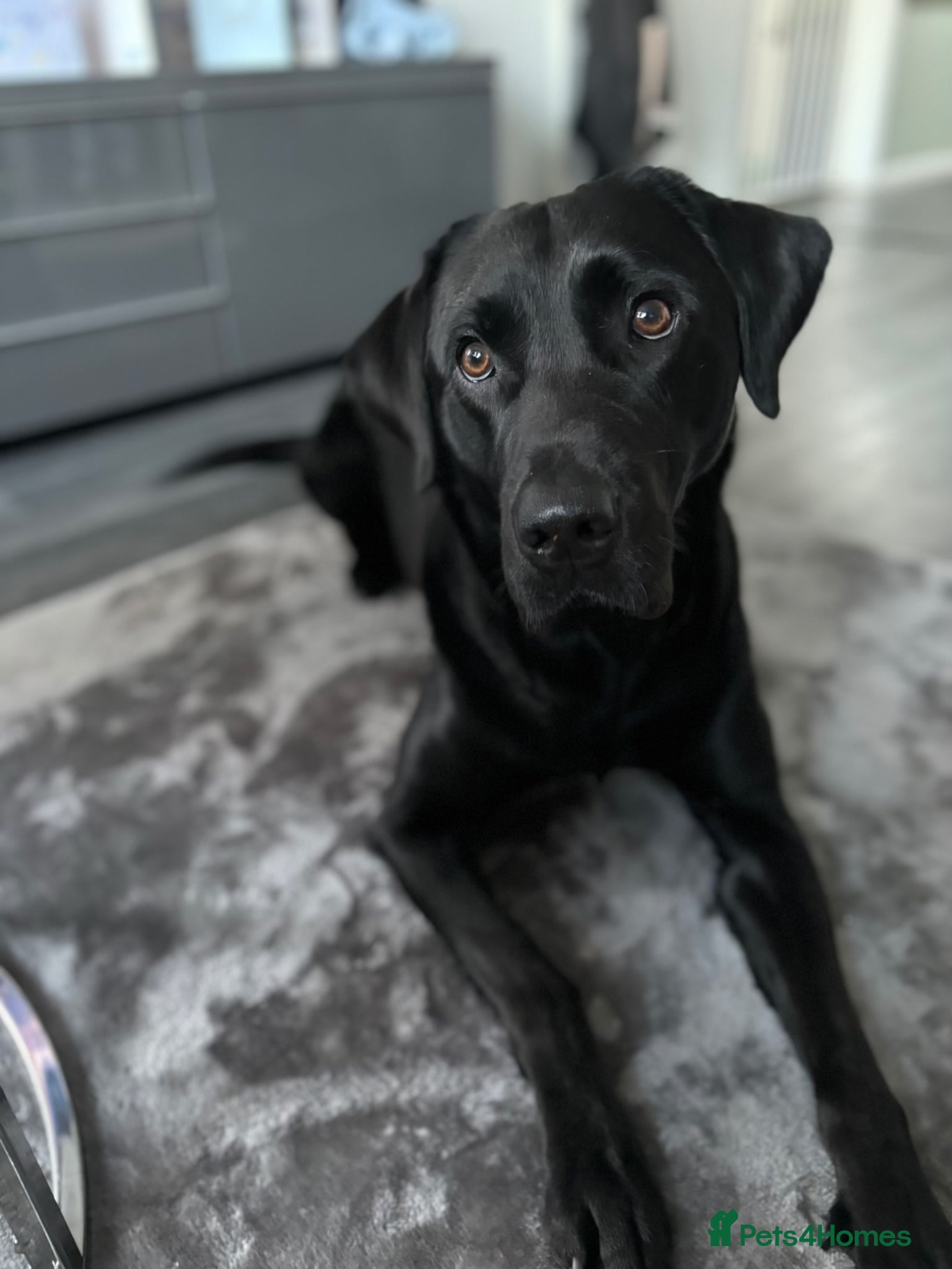 Labrador Retriever dogs Looking to stud my male Labrador  - Advert 2