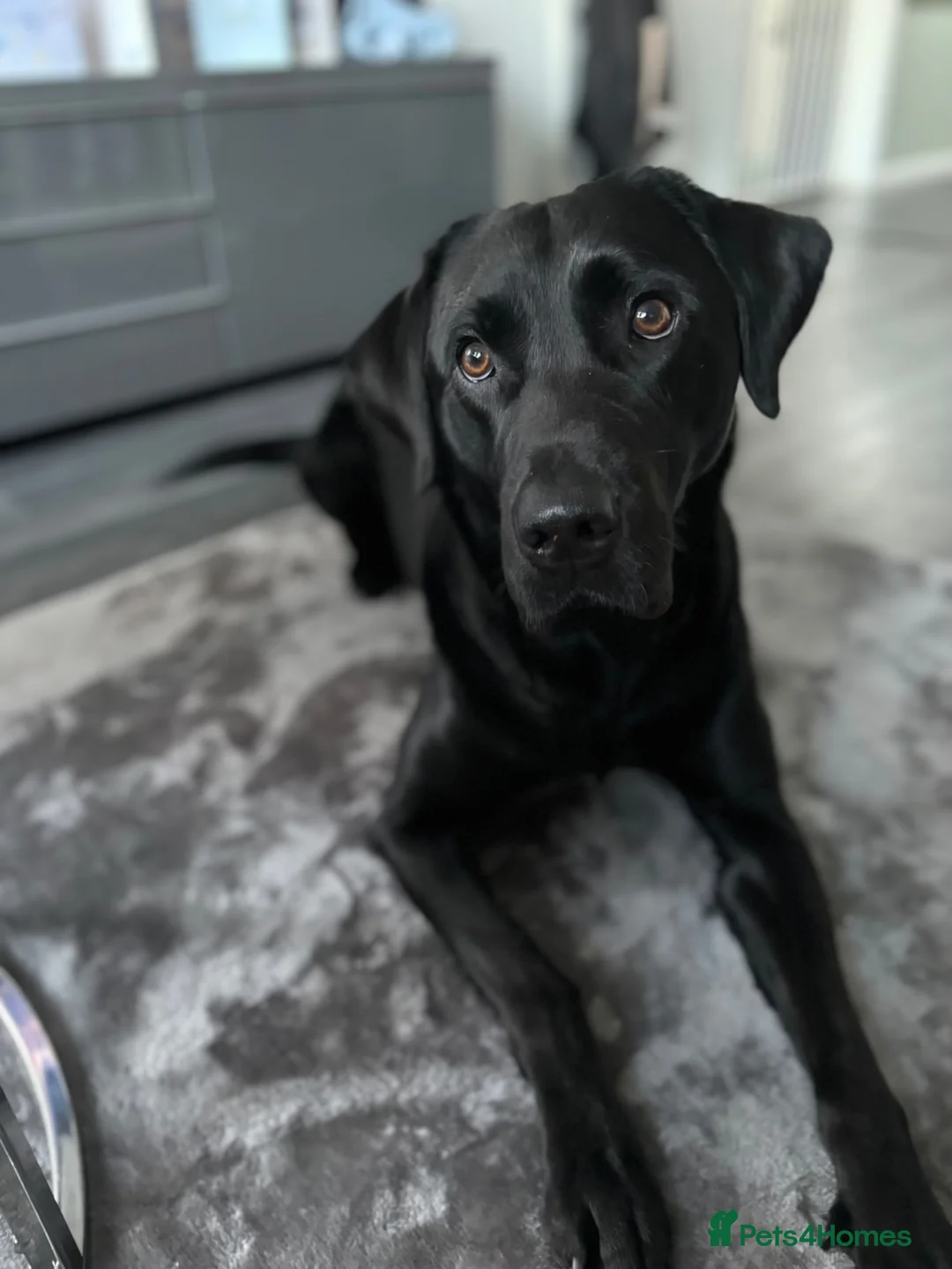 Labrador Retriever dogs for stud: Looking to stud my male Labrador  - Advert 1