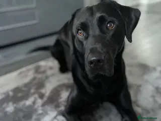 Labrador Retriever dogs Looking to stud my male Labrador - Advert 2